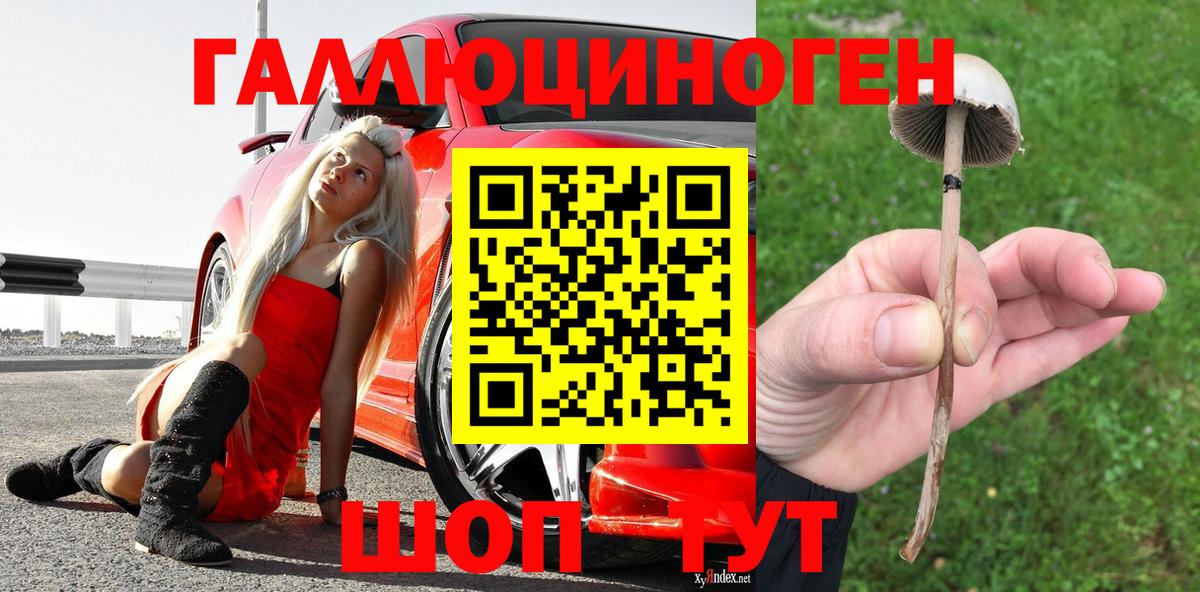 как найти   Вход с VPN  Глазов  Псилоцибиновые грибы Psilocybine cubensis 